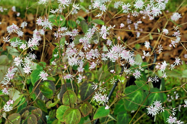 Thalictrum, la plante de l'harmonie