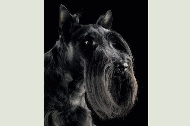 Up Side Down, scottish terrier