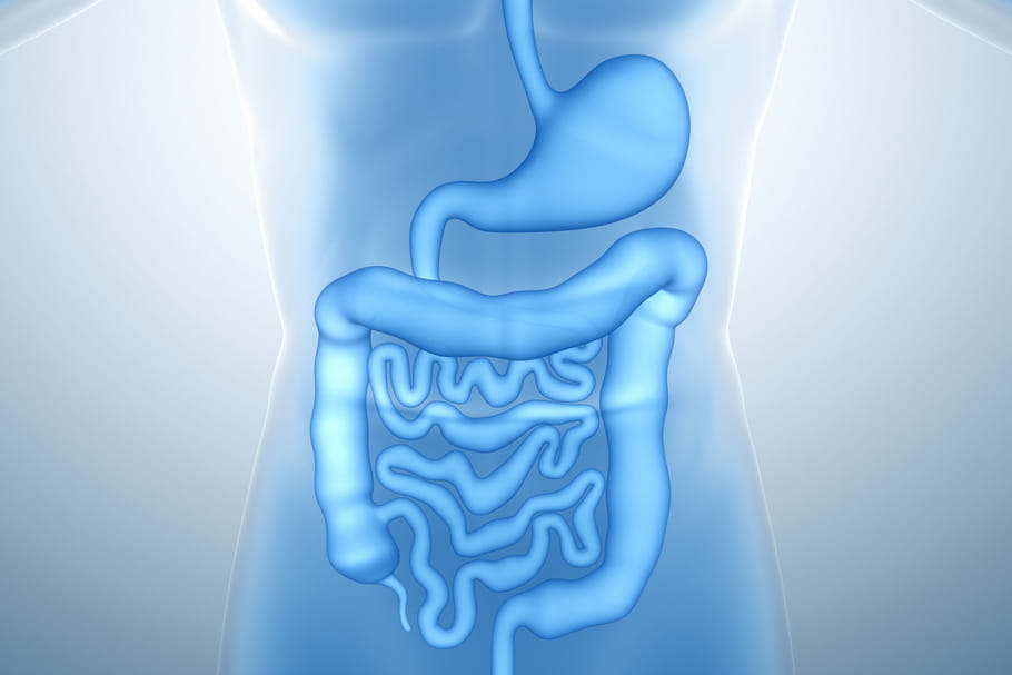 Appareil digestif : anatomie, schéma, maladies, examens