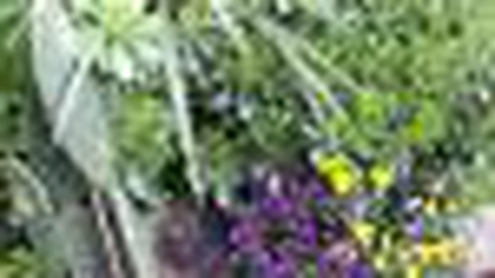 Plantes