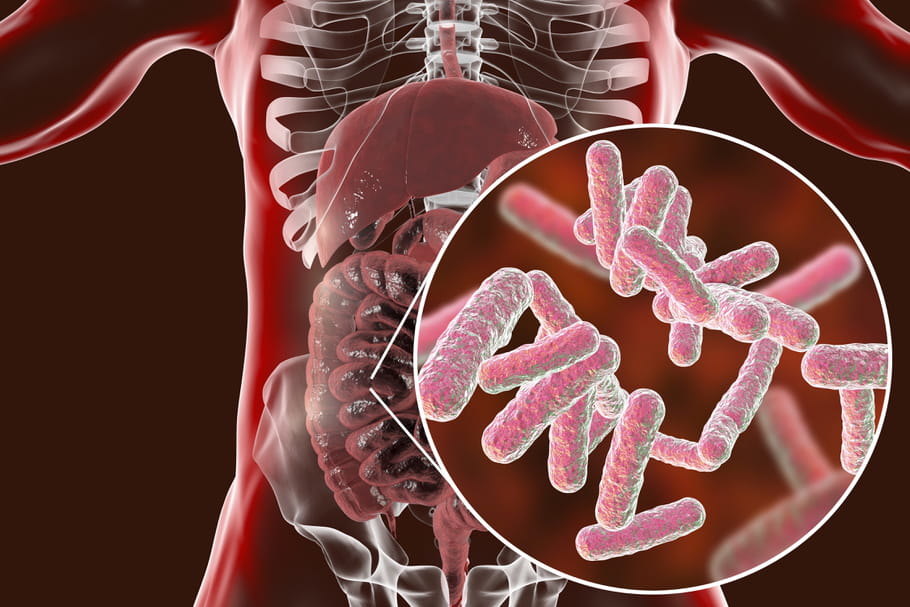 Flore intestinale : rôle, composition, comment la reconstituer ?