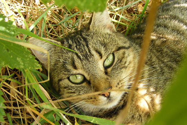 Un regard envoûtant