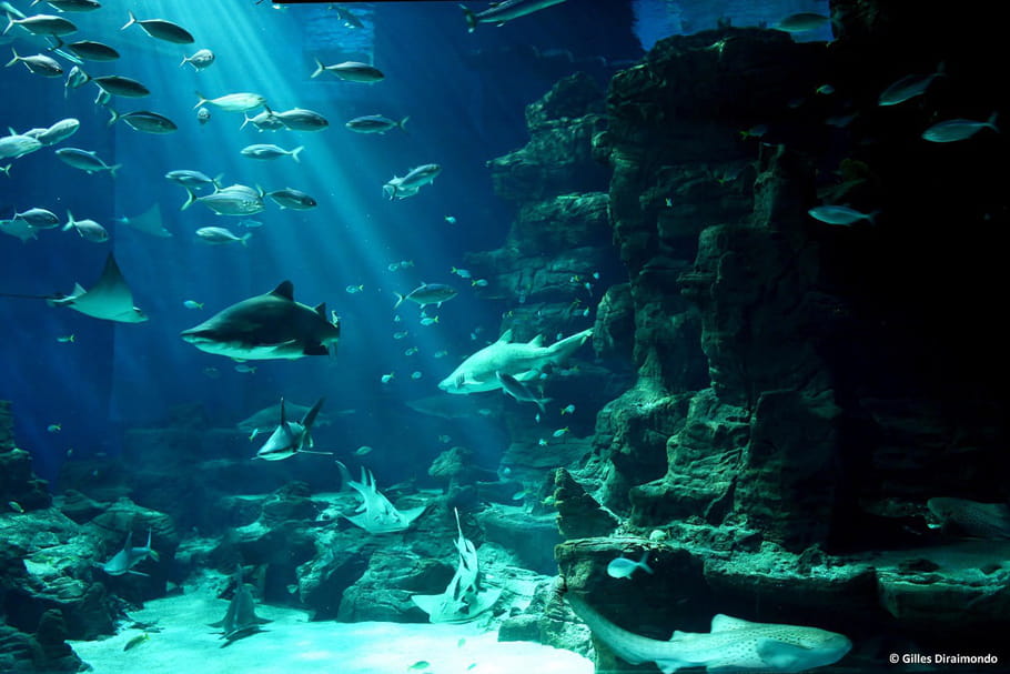 Mare Nostrum, un aquarium ludique ouvert toute l'année à Montpellier
