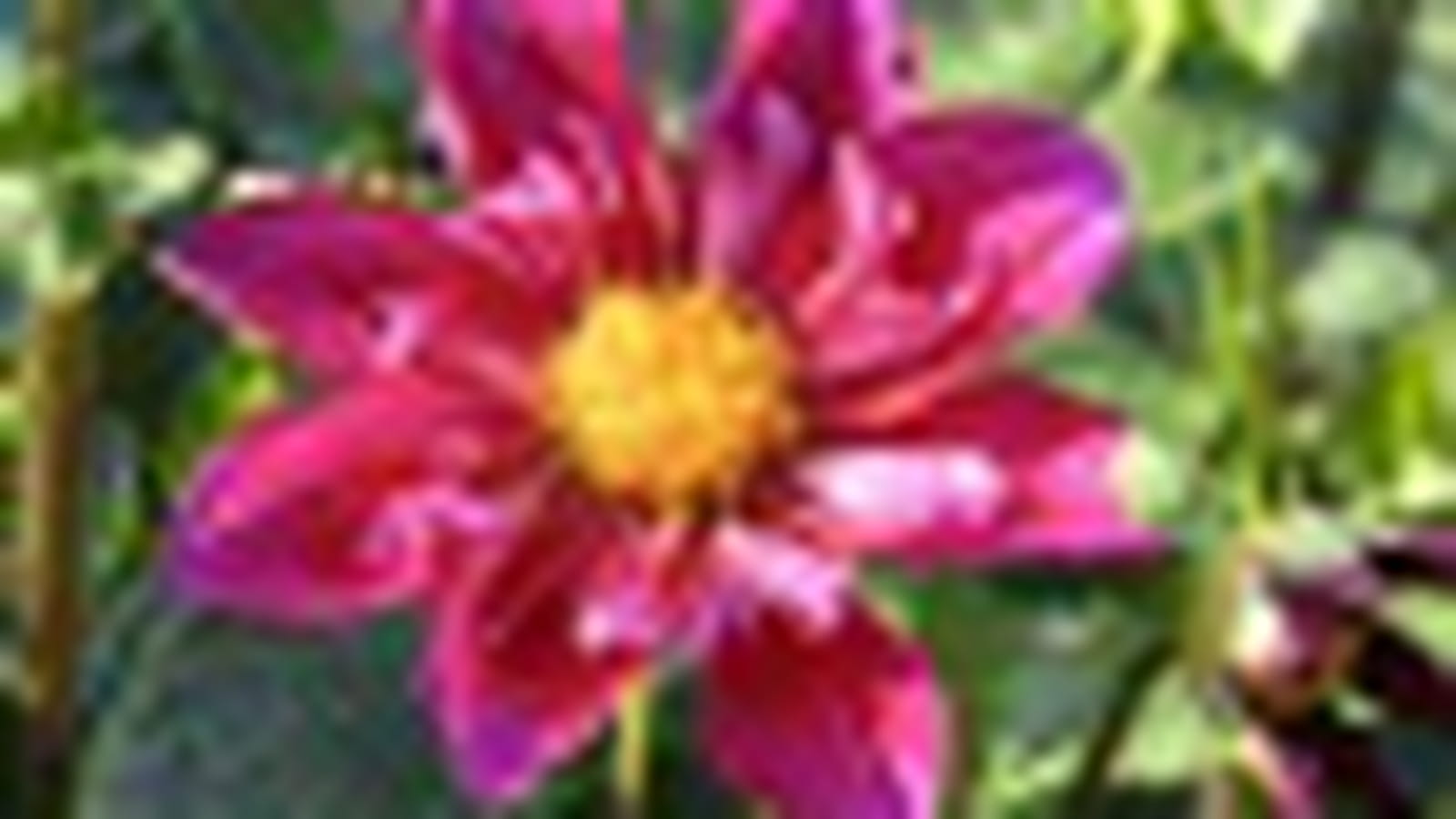 Dahlia 'K-Andy'