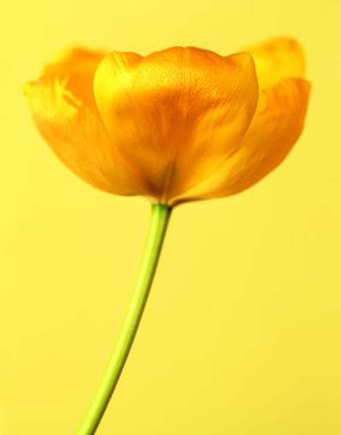 La tulipe hybride de Darwin 'Golden Parade'