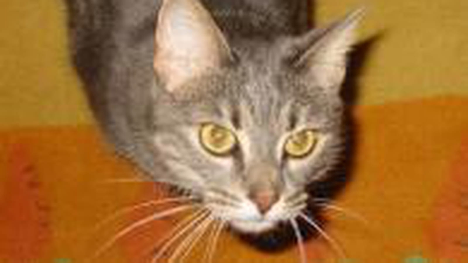 Demy