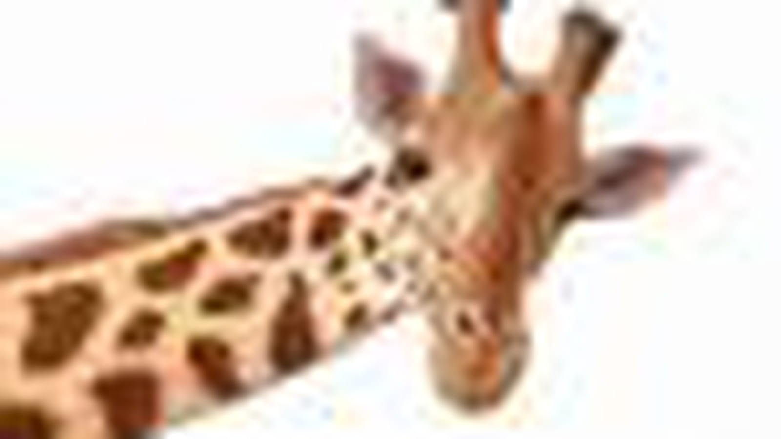 Girafe