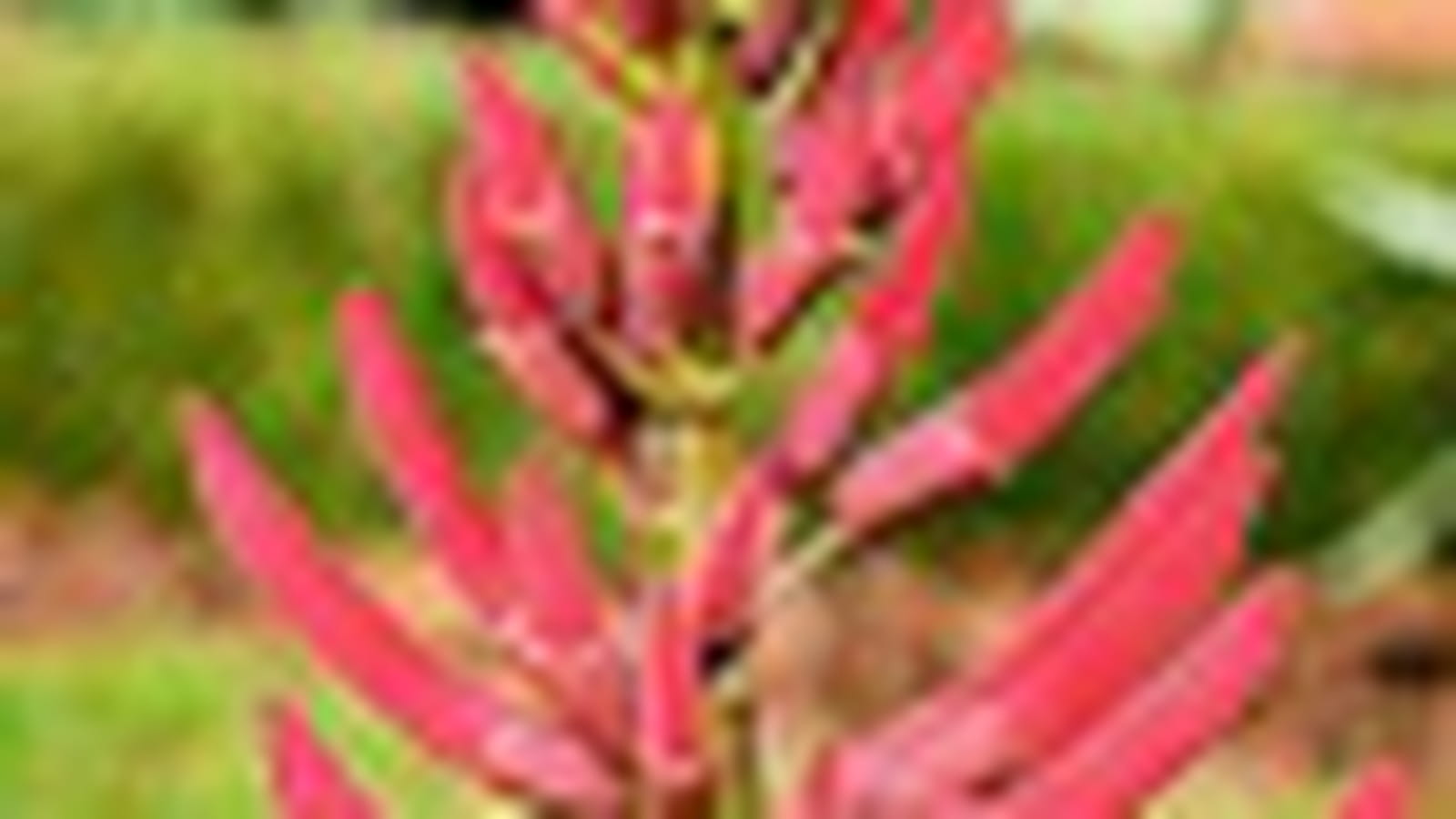 Erythrina