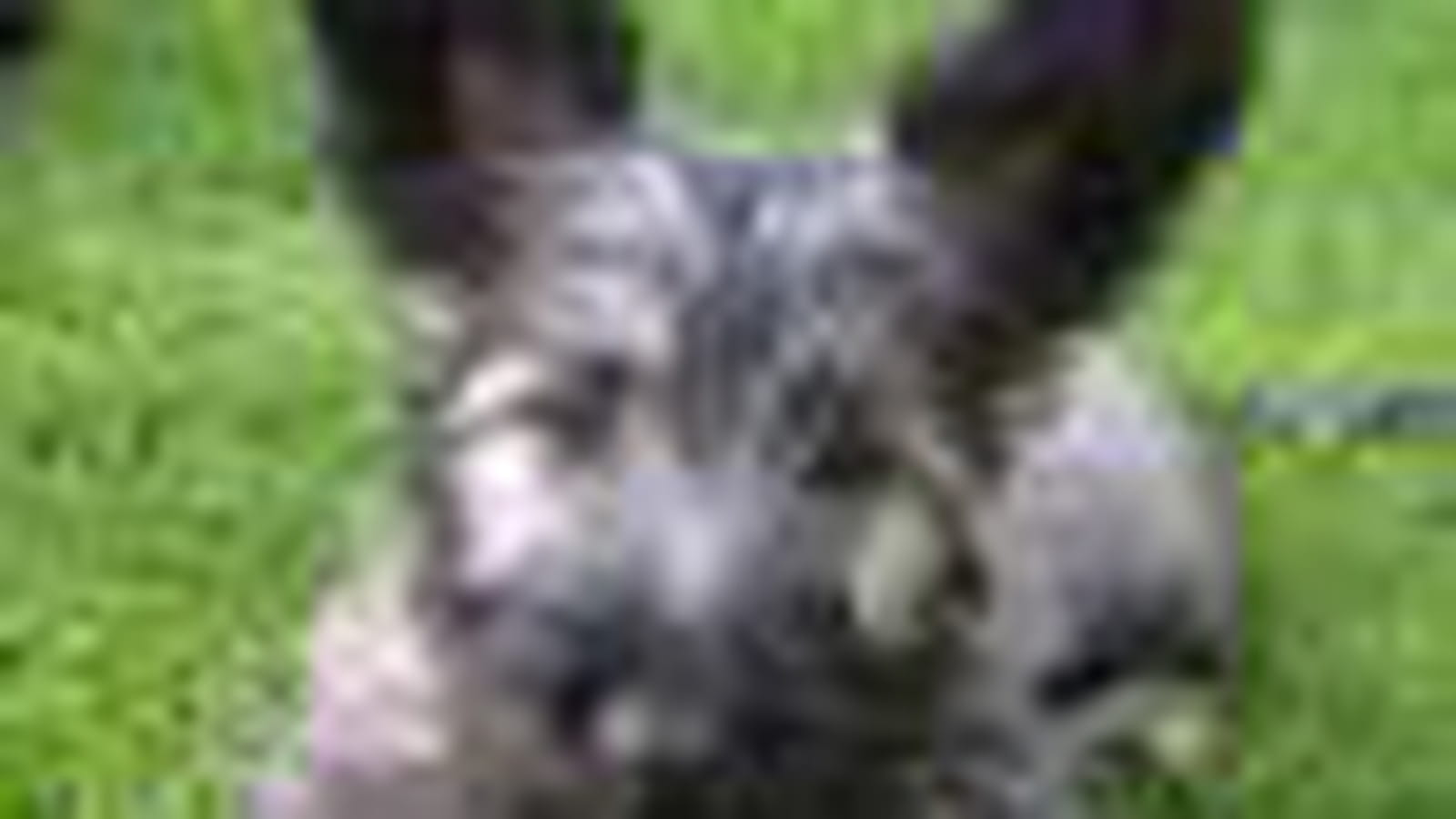 Le Skye terrier