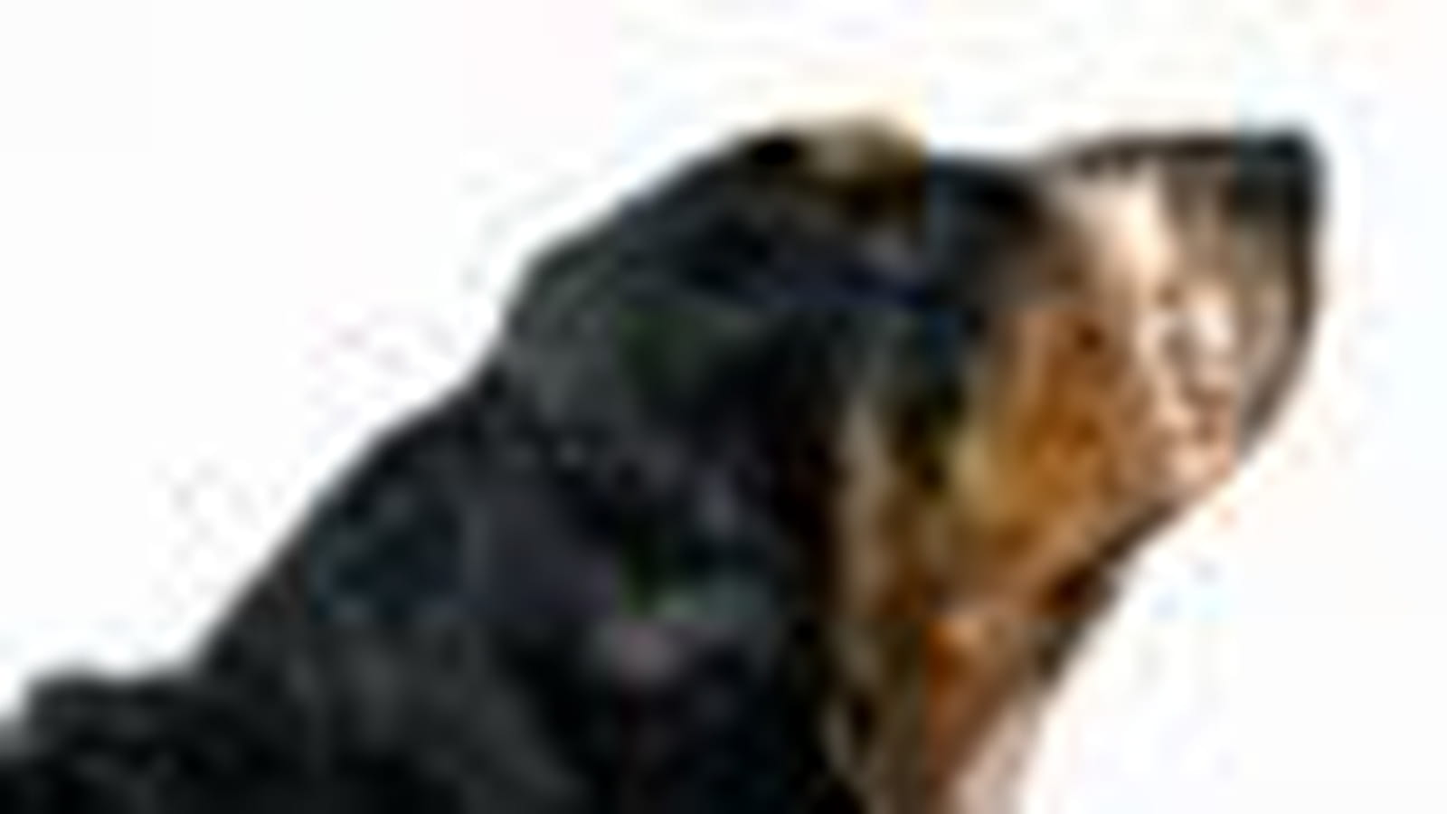 Basset hound