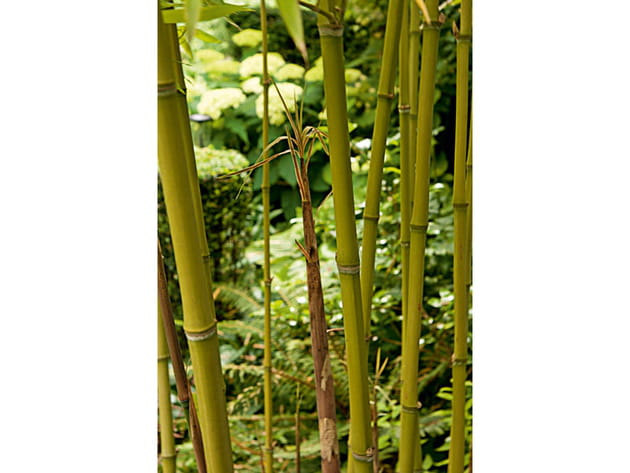 Entre les bambous