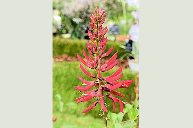 Erythrina, la floraison flamboyante