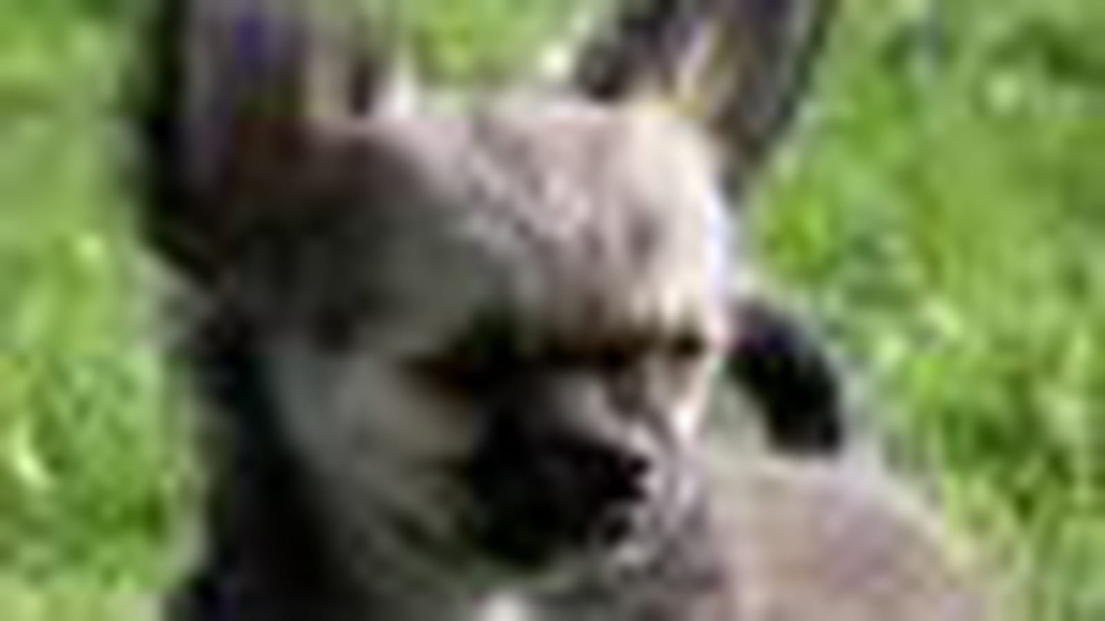 Le chihuahua