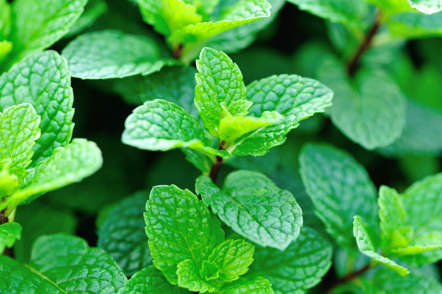 Menthe