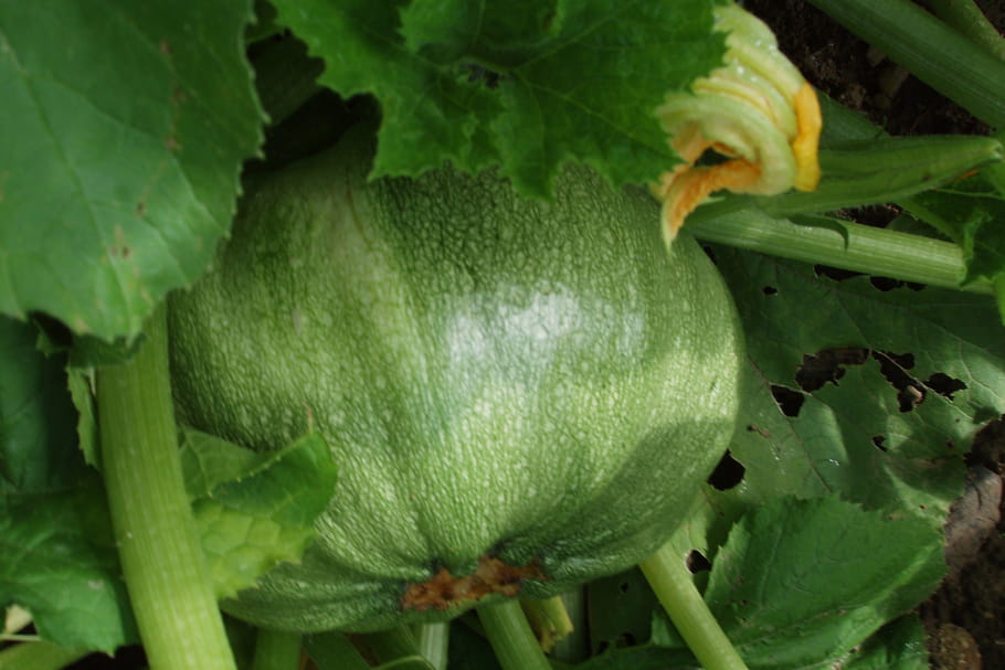 Courgette