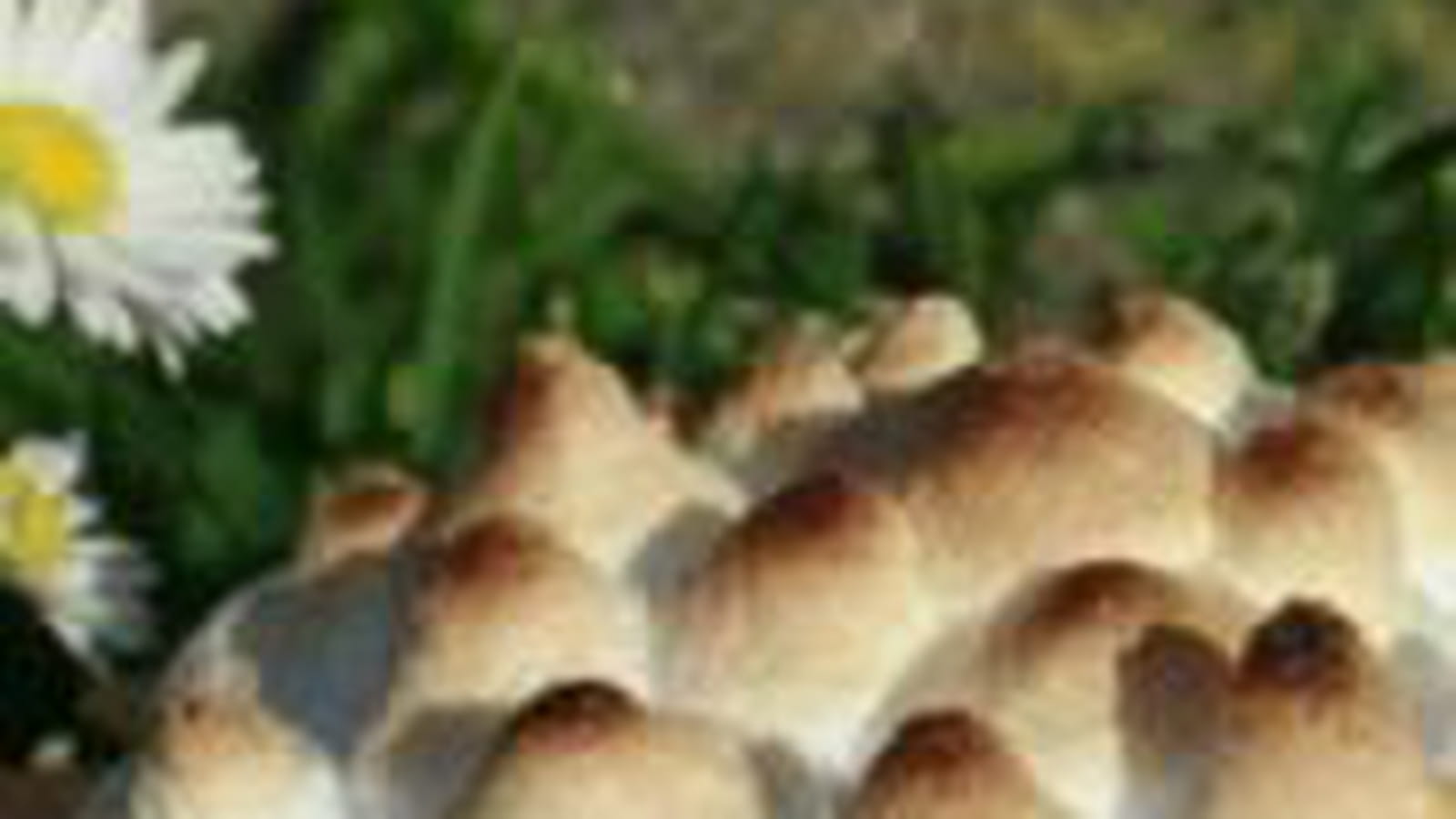 Tarte meringuée