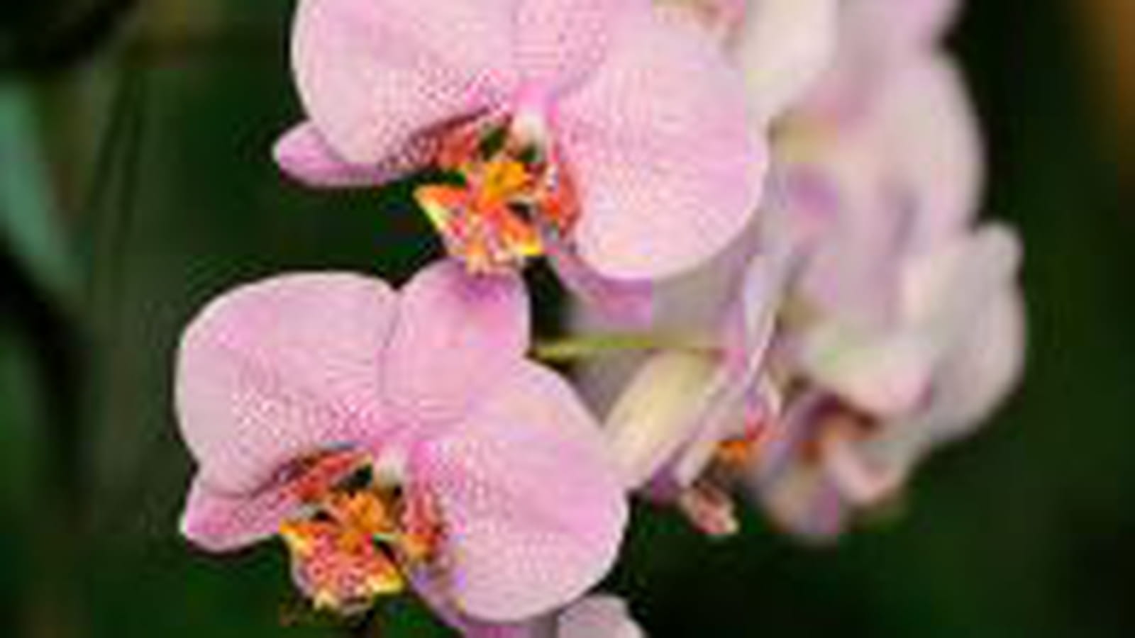 Phalaenopsis Dimension