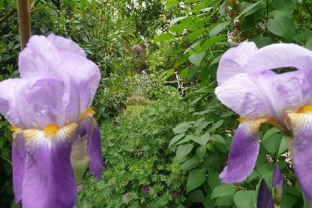A la recherche des iris