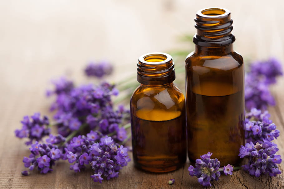 Lavande vraie (officinale) : propriétés (poux, stress, brûlure), tisane