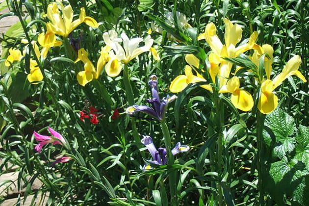 Une touche colorée pour le jardin