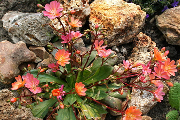 Des plantes de rocaille originales