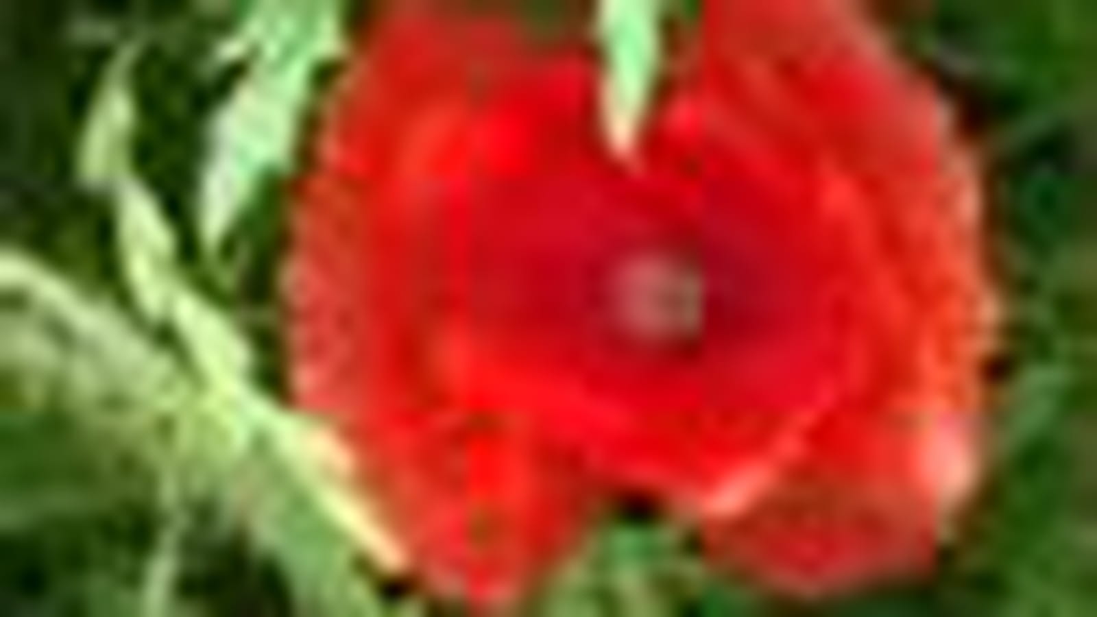 Coquelicot