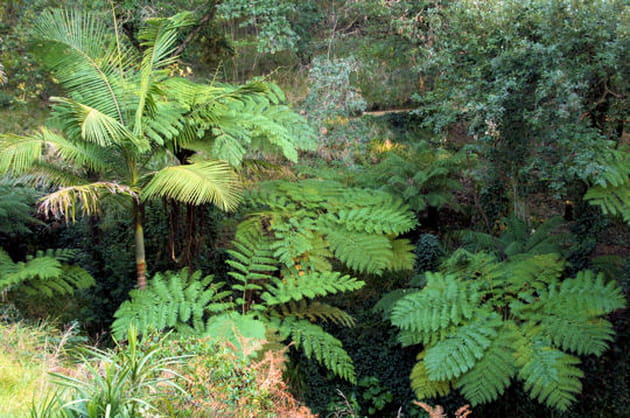 Foug&egrave;res arborescentes