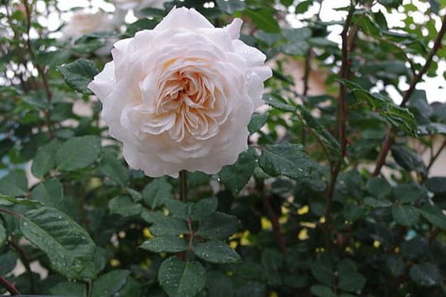 Crocus rose, un rosier à la floraison généreuse