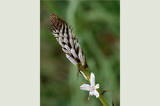 L'asphodèle ou bâton royal