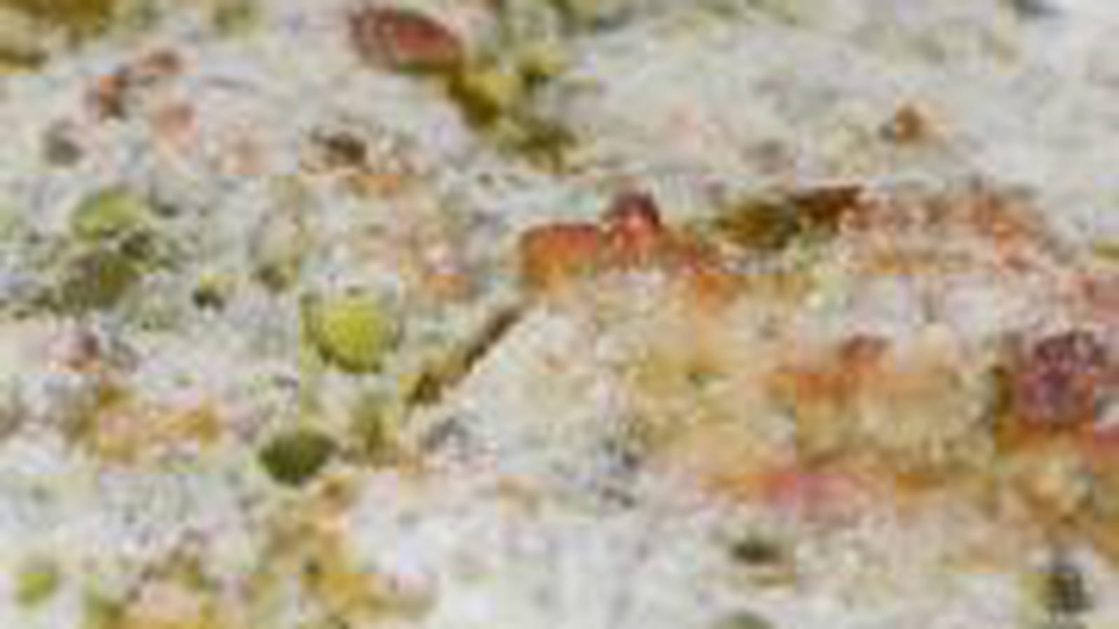 Clafoutis aux pêches et pistaches