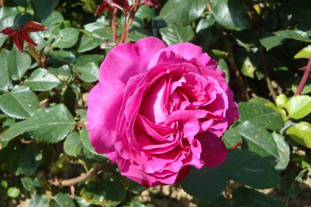 En hommage à Stendahl