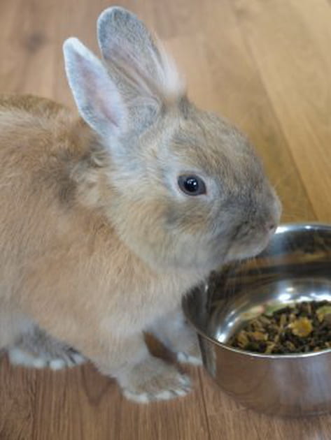 Une boule de poils trop craquante