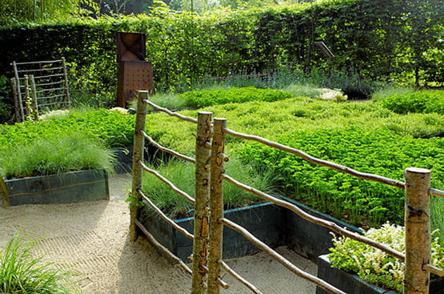 Le jardin Le chou Romanesco et la fougère