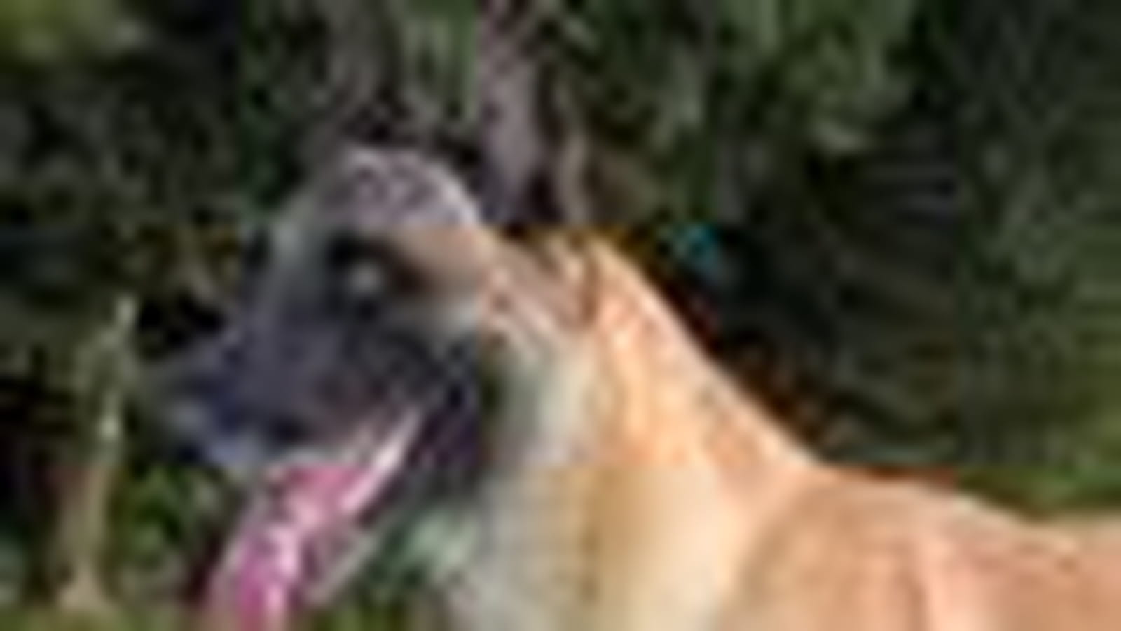Berger malinois
