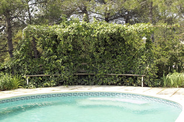 Le lierre et la piscine
