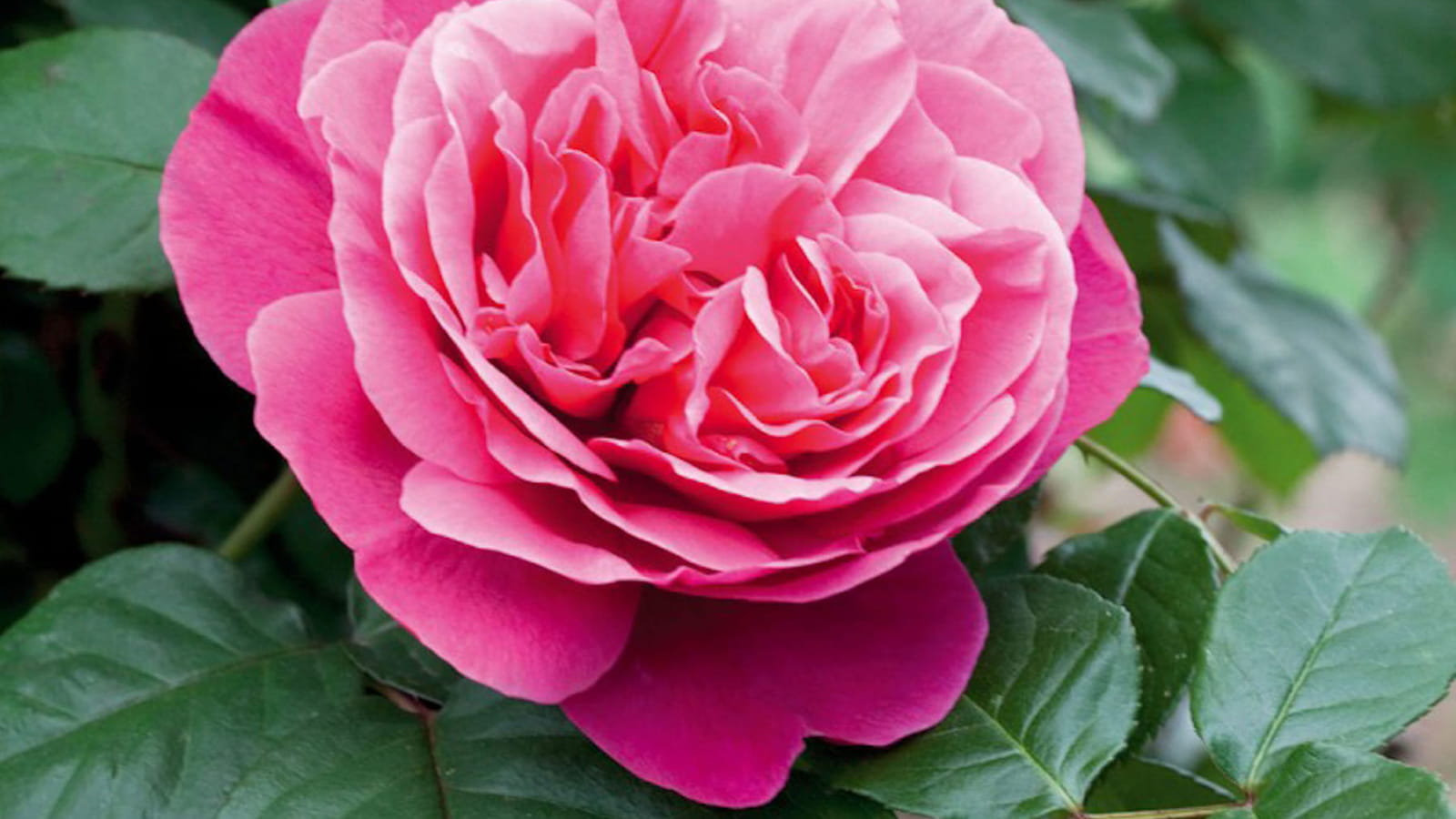 Rose Line Renaud