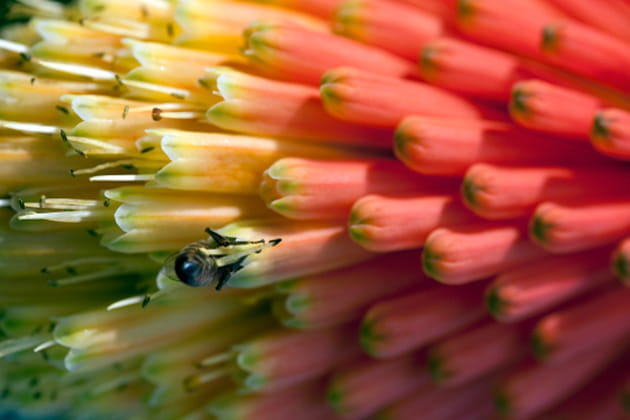Une forme et une taille adaptées