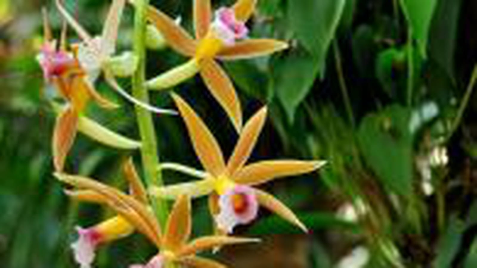 Orchidée orange et rose