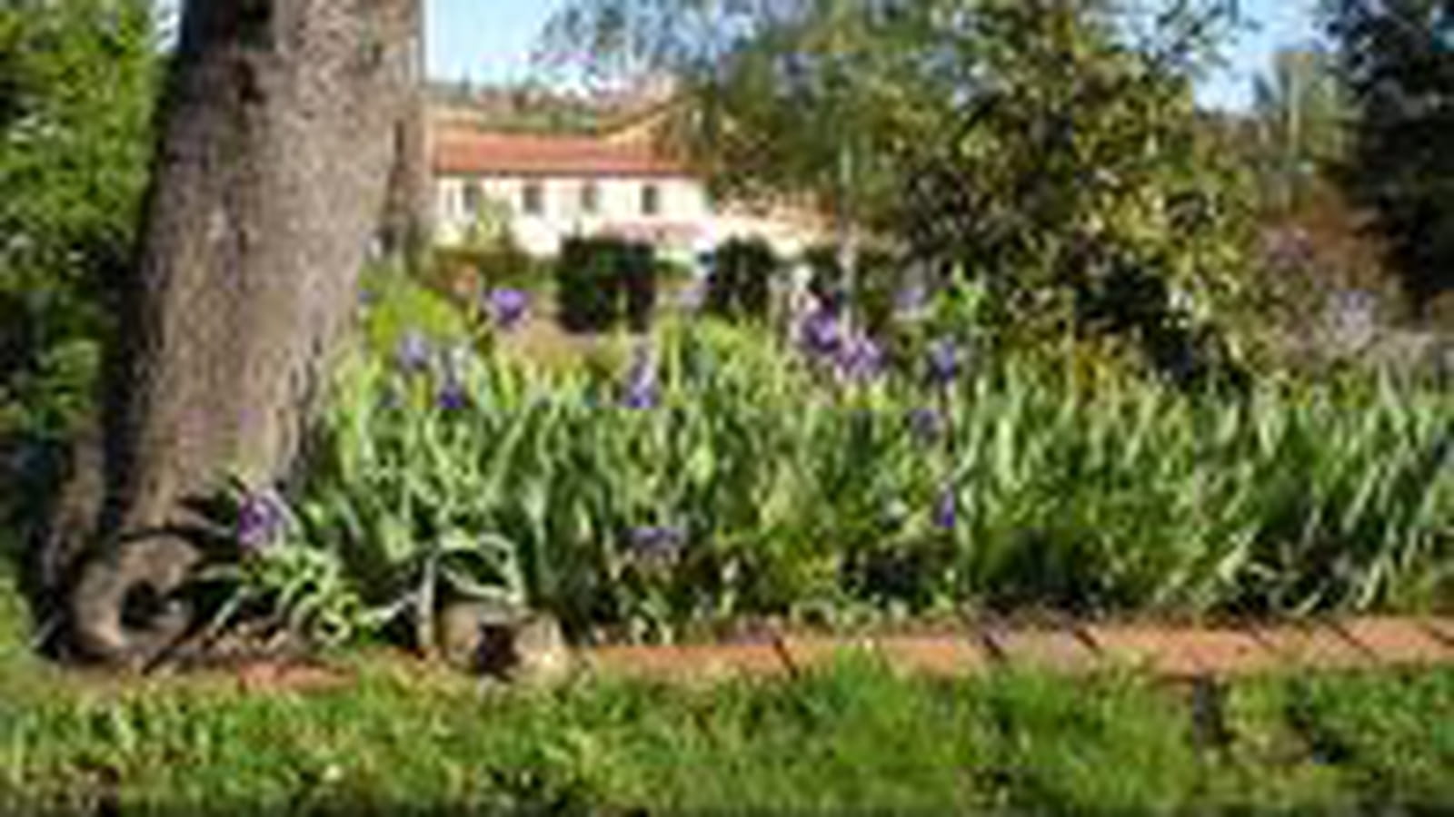 Rangée d'iris