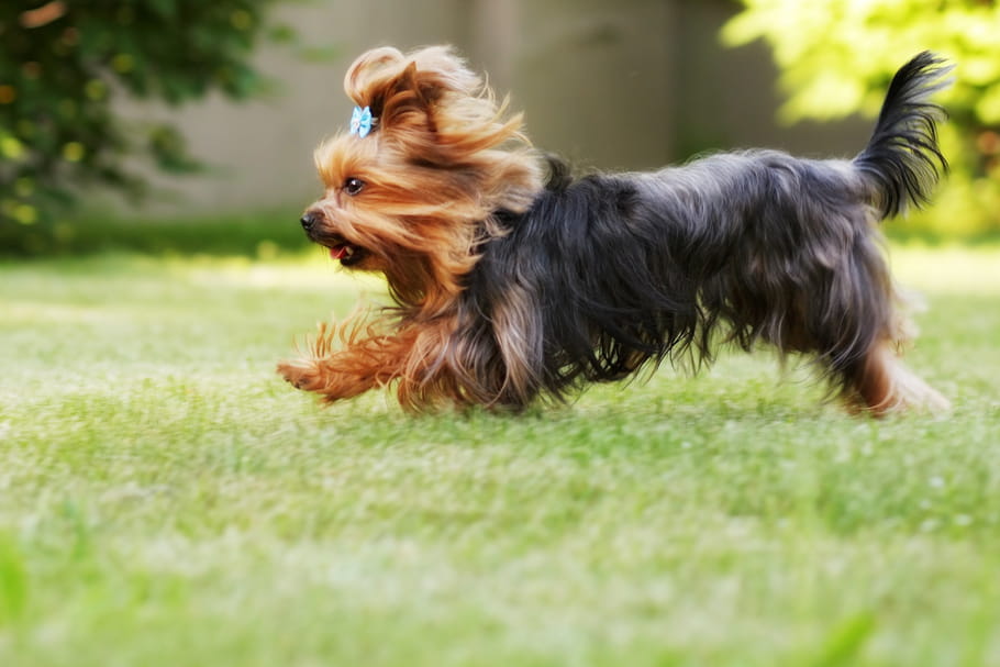 Yorkshire Terrier