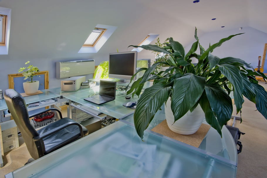 Ces plantes d'intérieur qui supportent l'obscurité