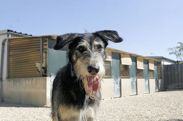 Ralfi devant les box