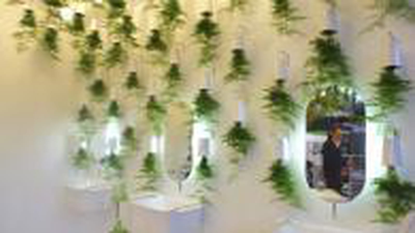 Mur de plantes