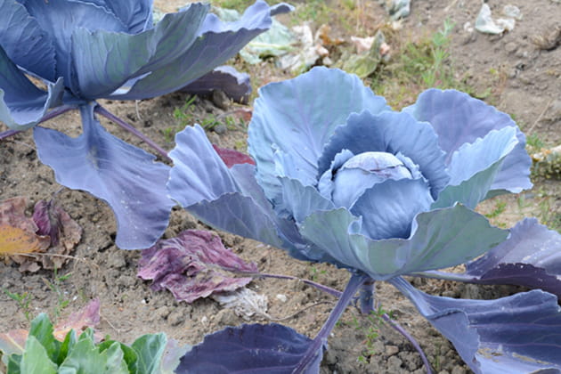 Une histoire de choux