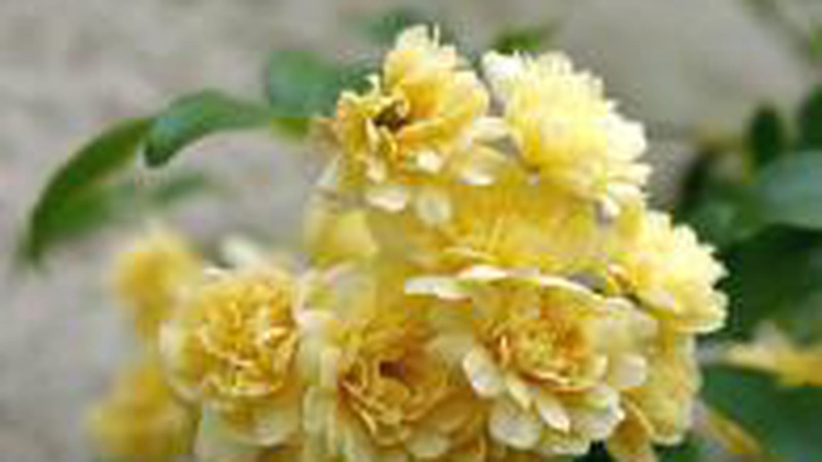 Rosier Banksia lutea 