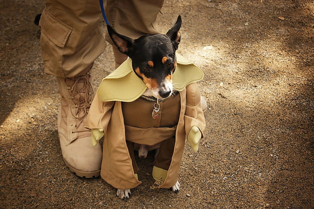 Maitre Yoda, le retour