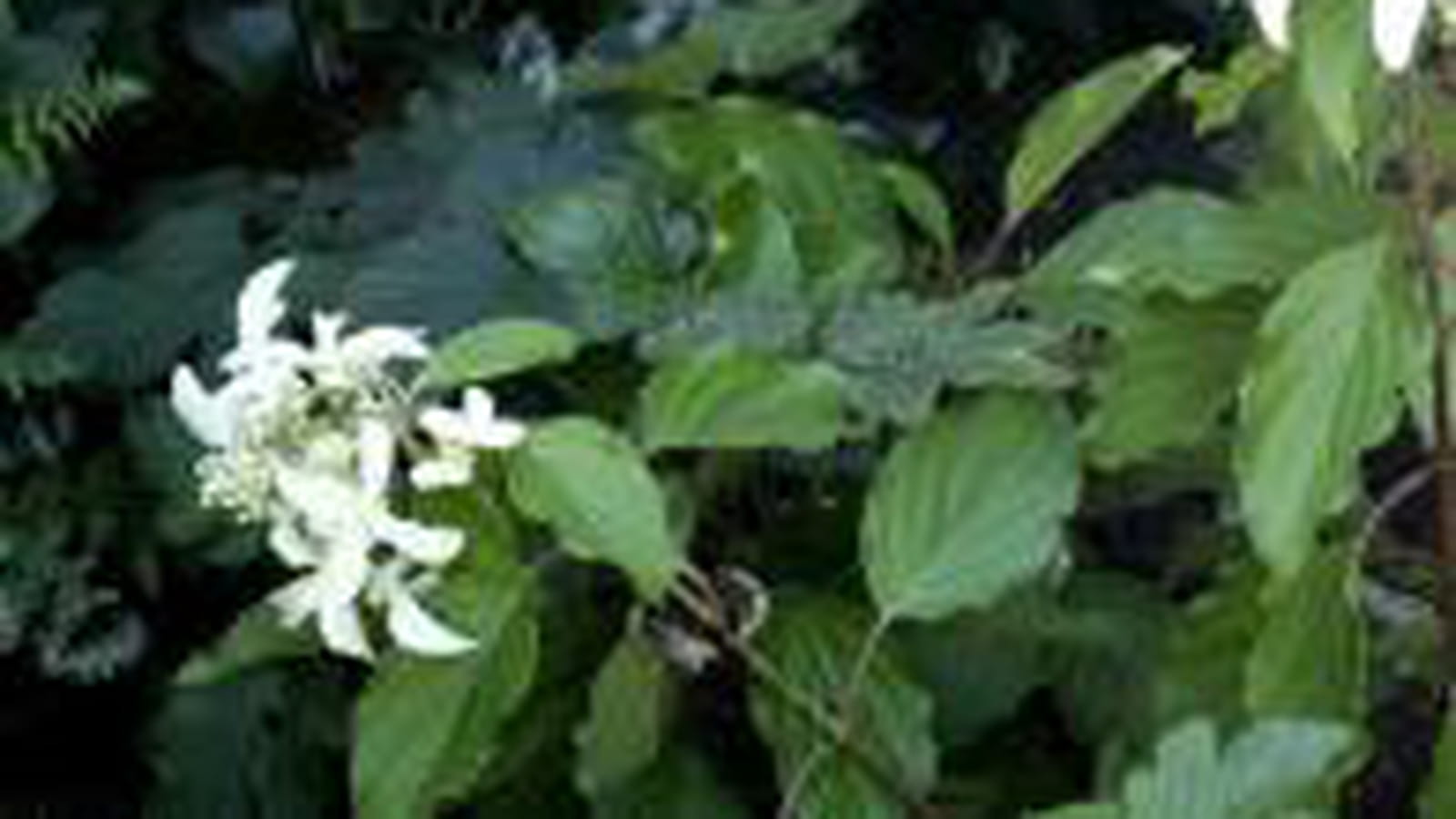 Hydrangea paniculata Great Star