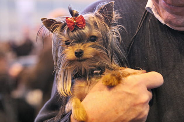 Petit chien tr&egrave;s look&eacute;