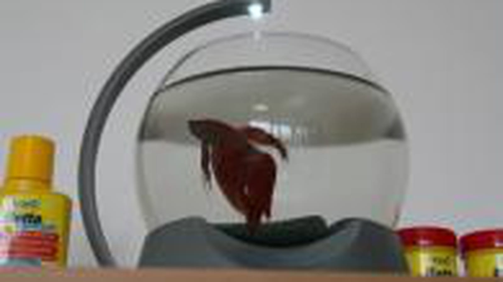 Test aquarium