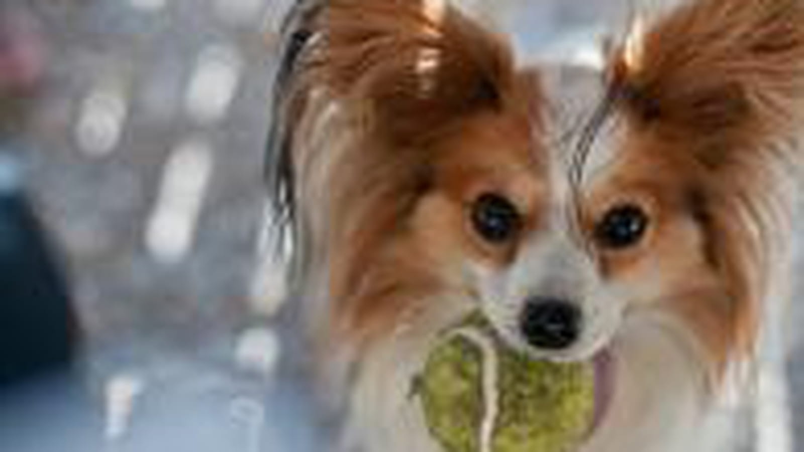 Balle de tennis